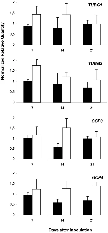 Analysis of Expression Levels of <i>TUBG1</i>, <i>TUBG2</i>, <i>GCP3</i> and <i>GCP4</i> in Galls.