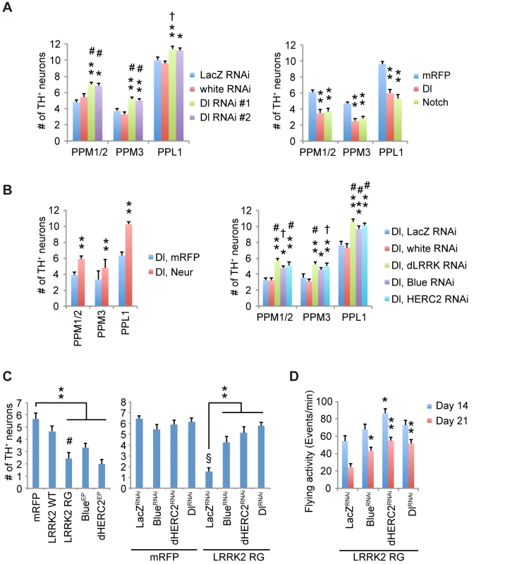 Notch signaling modulates the survival of dopaminergic neurons.