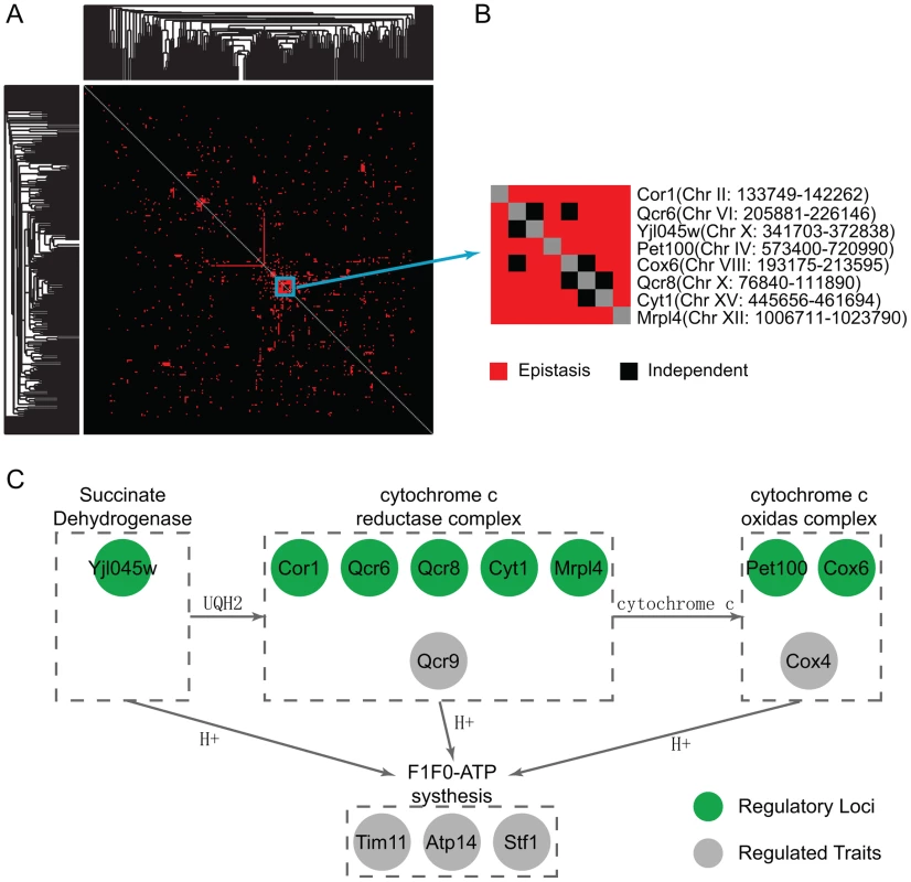 Clustering in the epistasis map reveals a functional genetic module in oxidative phosphorylation pathway.