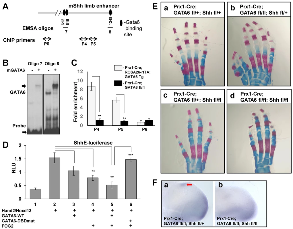 GATA6 binds to regulatory regions that control the expression of the mouse <i>Shh</i> gene and blocks expression of reporters driven by this sequence. Conditional deletion of <i>Shh</i> from the mouse limb bud rescues polydactyly induced by conditional loss of <i>GATA6</i> in the mouse hindlimbs.