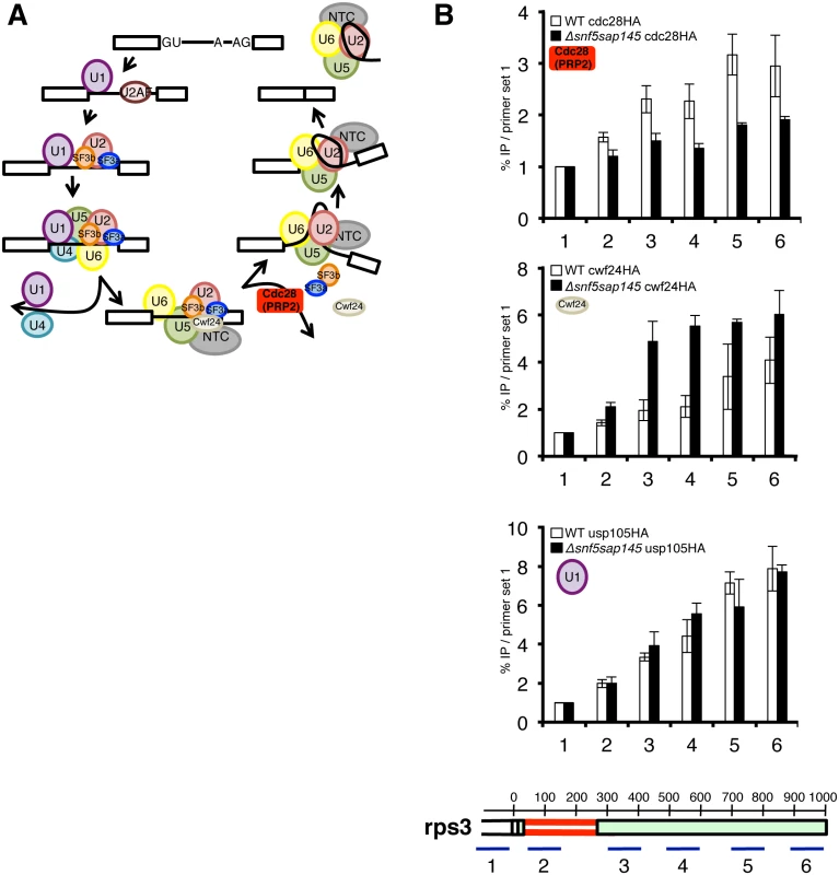 Deletion of SWI/SNF results in decreased recruitment of Cdc28 (PRP2) and retention of Cwf24 (CWC24).