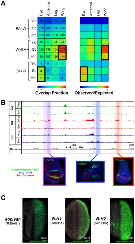 Binding site overlap with imaginal disc enhancers.