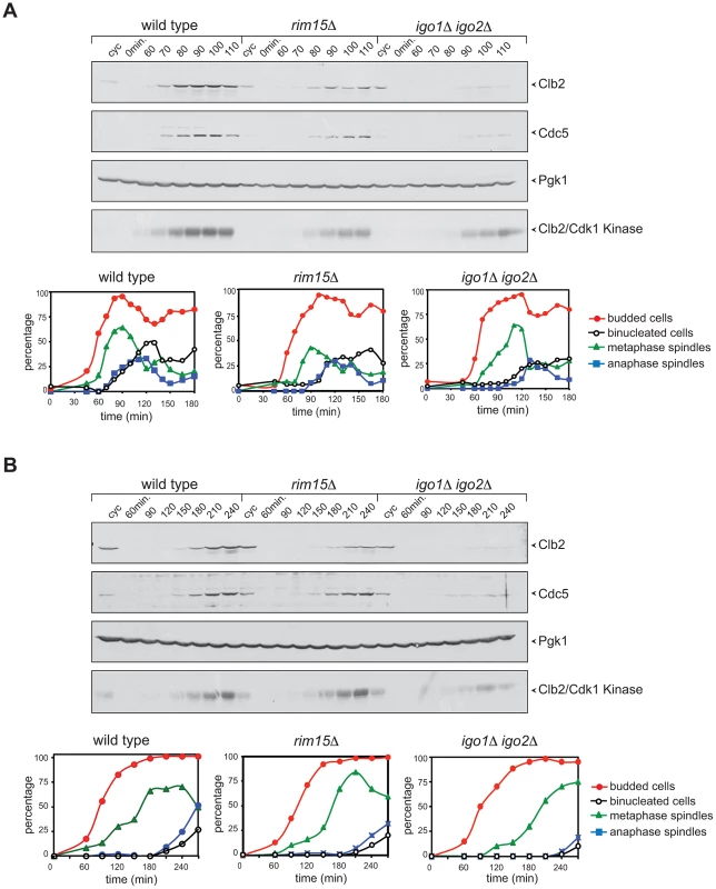 Deletion of <i>RIM15</i> or <i>IGO1</i> and <i>IGO2</i> delays mitotic entry under temperature stress.