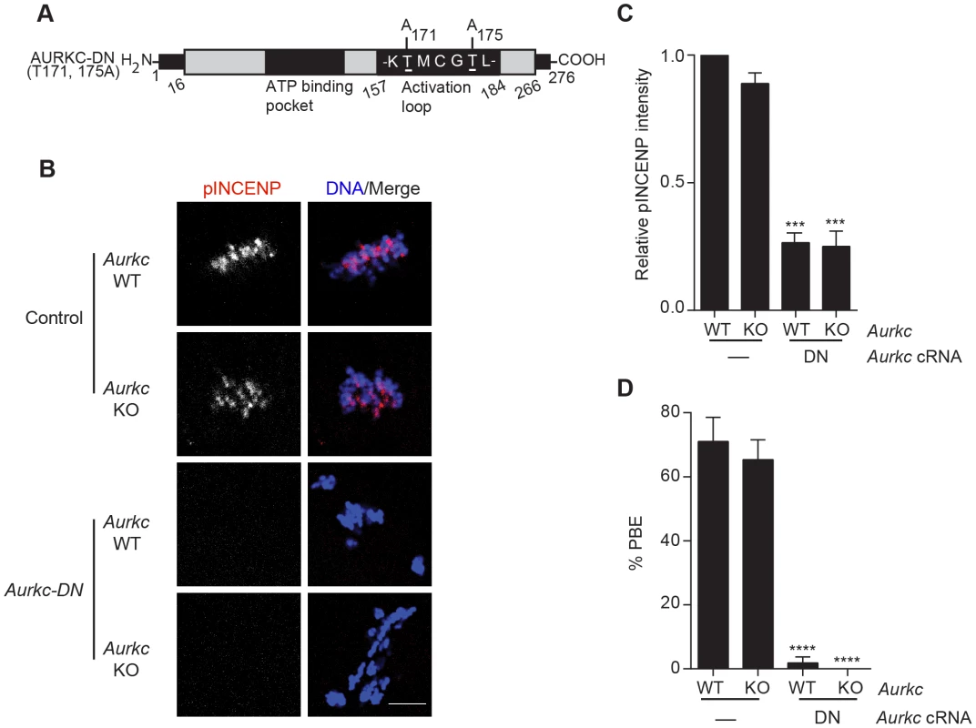 Dominant-negative AURKC (AURKC-DN) disrupts both AURKB/C function in oocytes.