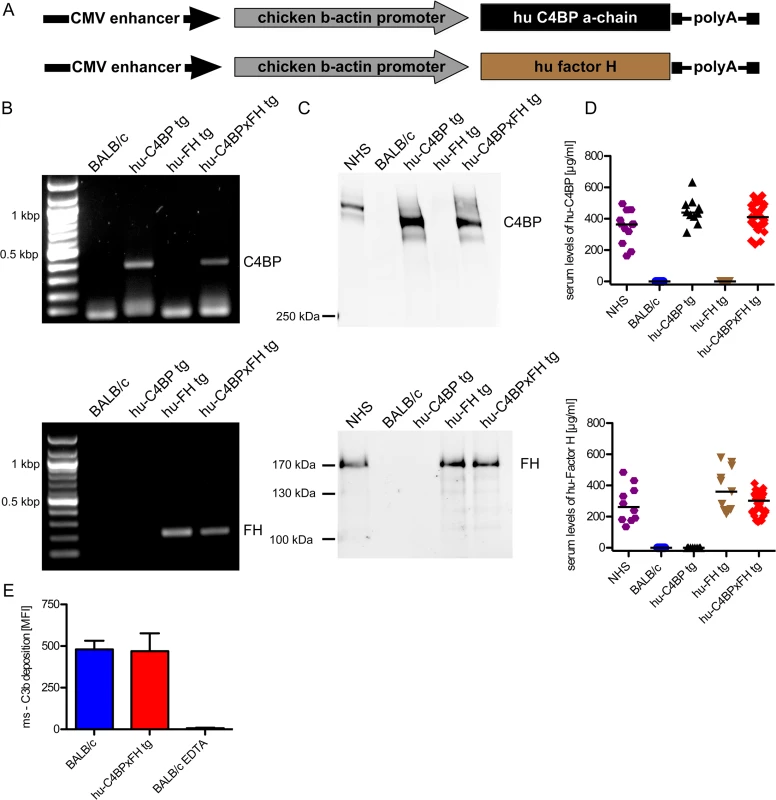 Construction of hu-C4BP, hu-FH and C4BPxFH tg BALB/c mice.