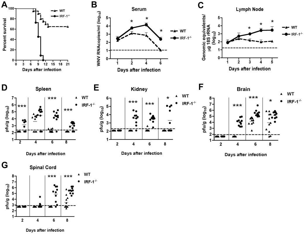 Survival and virologic analysis for wild type and <i>IRF-1</i><sup>-/-</sup> C57BL/6 mice.
