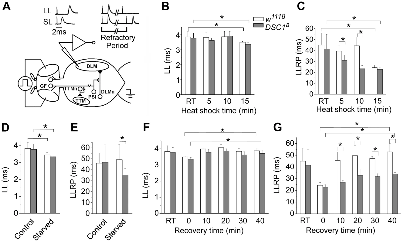The GFS activities of <i>w<sup>1118</sup></i> and <i>DSC<sup>1</sup></i> knockout flies under heat shock and starvation.