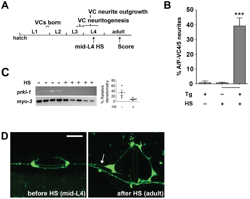 PRKL-1 is required persistently to inhibit neurite growth.