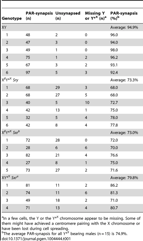 X-Y pairing efficiency in pachytene spermatocytes.
