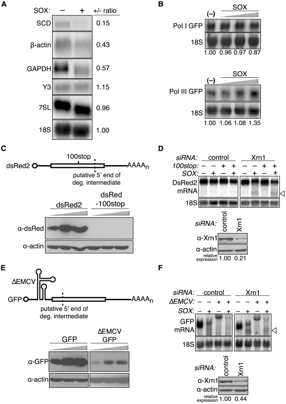 SOX targets mRNA at an early stage of translation.