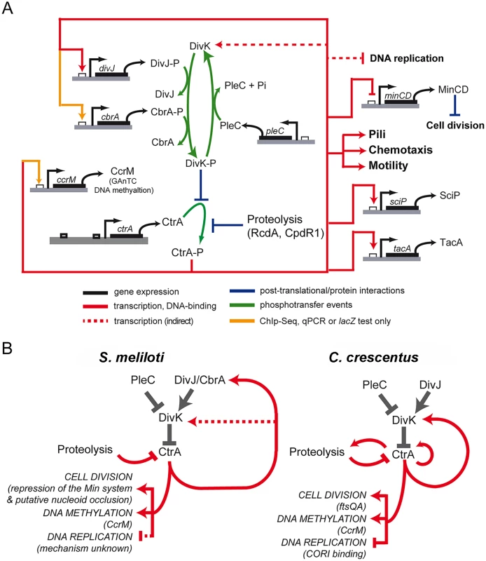 Model of CtrA network in <i>S</i>. <i>meliloti</i>.