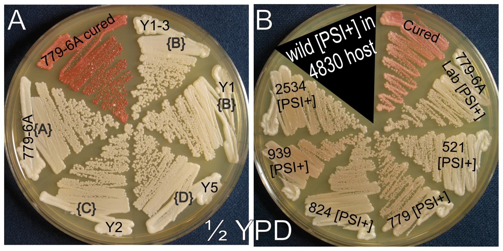 [<i>PSI</i><sup>+</sup>] variants with distinct transmission properties can have identical “strong” or “weak” phenotypes.