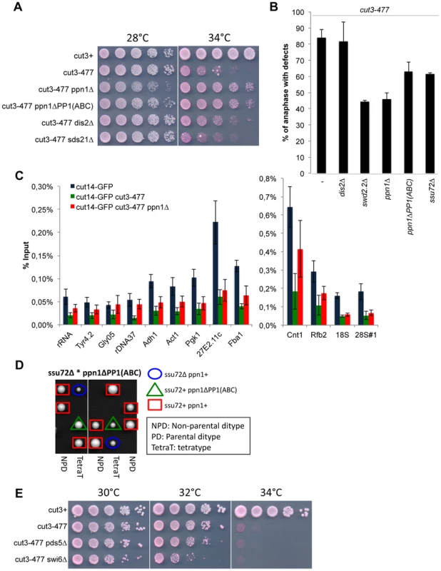 Ppn1 and Ssu72 oppose condensin-mediated chromosome condensation.