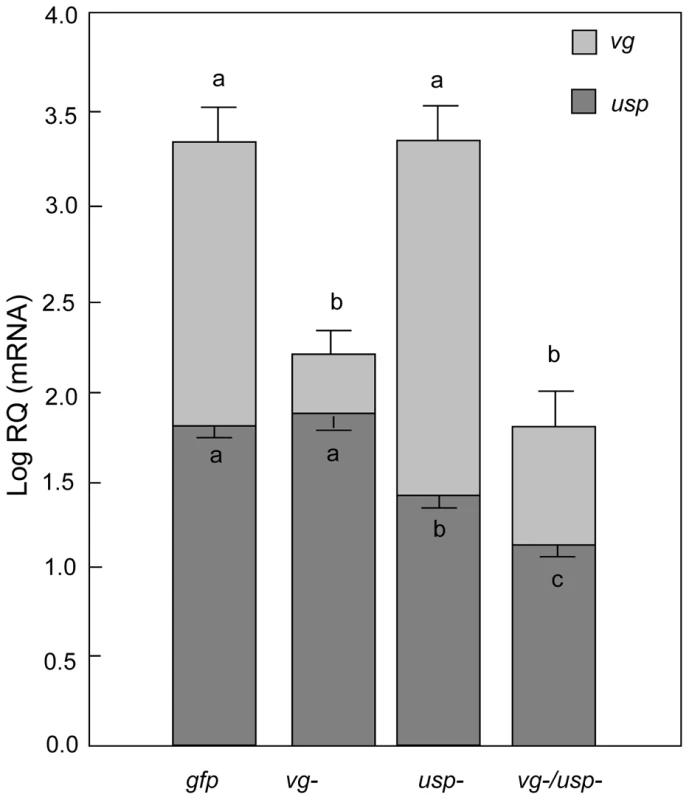 Single and double gene knockdown mediated by RNAi.