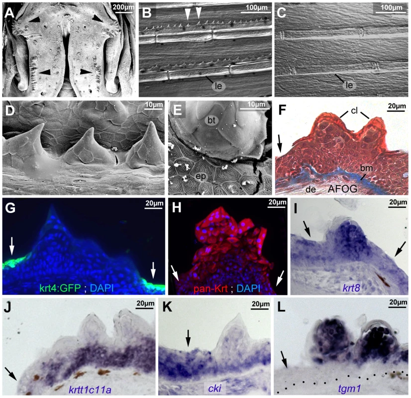 Breeding tubercle keratinocytes undergo more advanced keratinization.