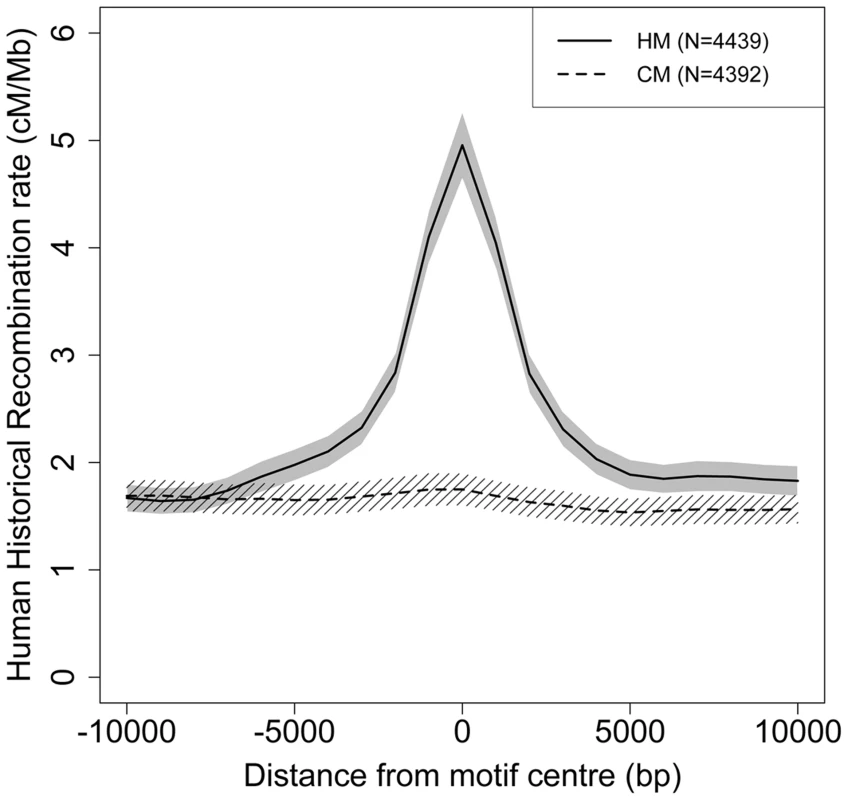Modern human recombination profiles around HM and CM motifs found in the HC-ancestral sequence.