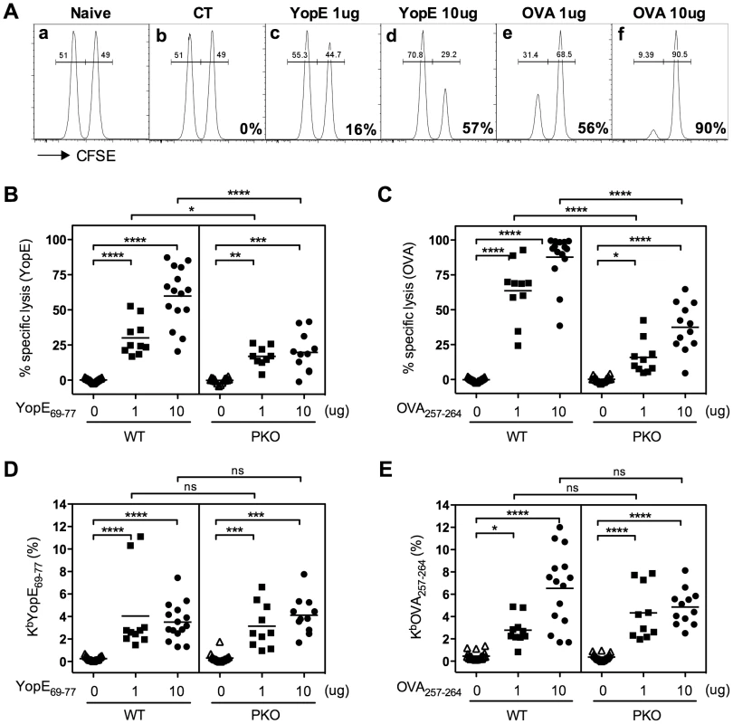 Mice immunized with YopE<sub>69–77</sub> exhibit perforin-dependent cytotoxic activity.