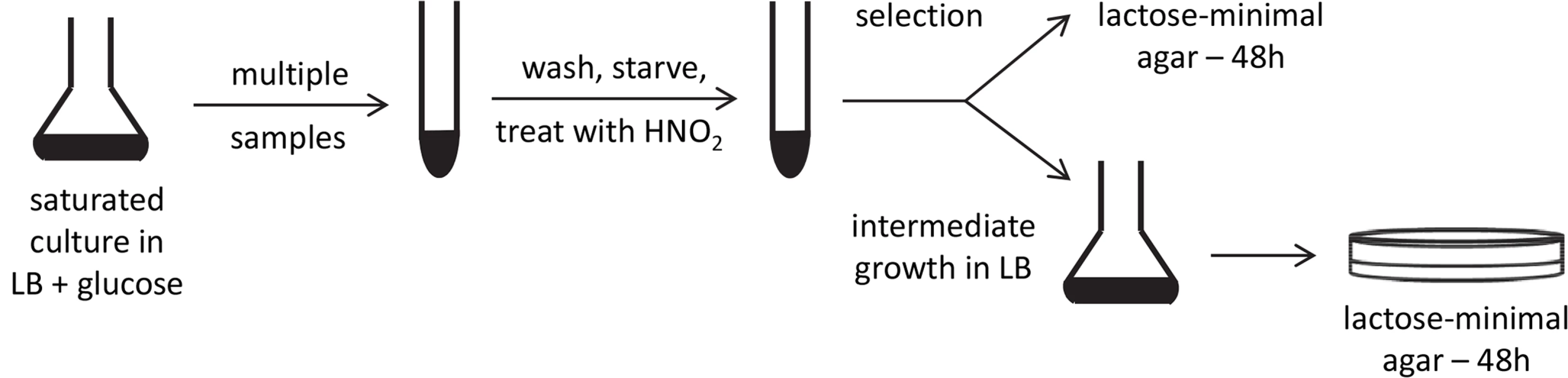 Experimental scheme.