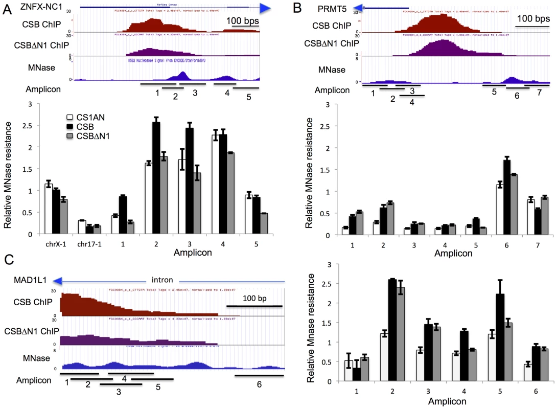 CSB can alter the MNase sensitivity of nearby nucleosomes.