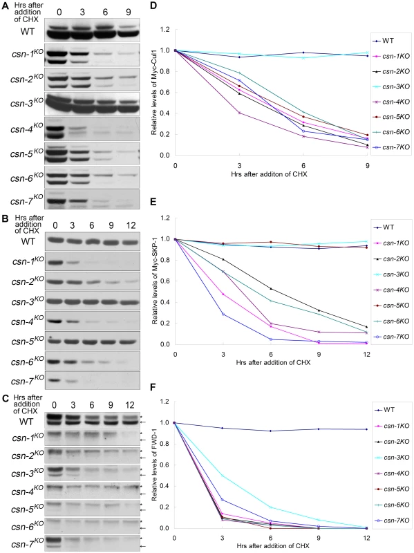 Differing stabilities of components of the SCF complex, Cullin1, and SKP-1 in <i>csn</i> mutants.