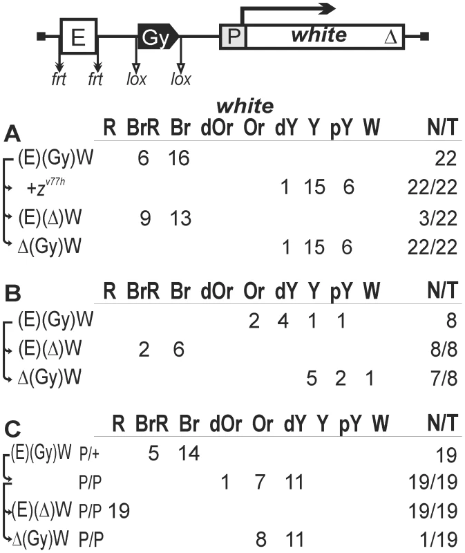 Testing the enhancer-blocking activity of the <i>gypsy</i> insulator in one copy.
