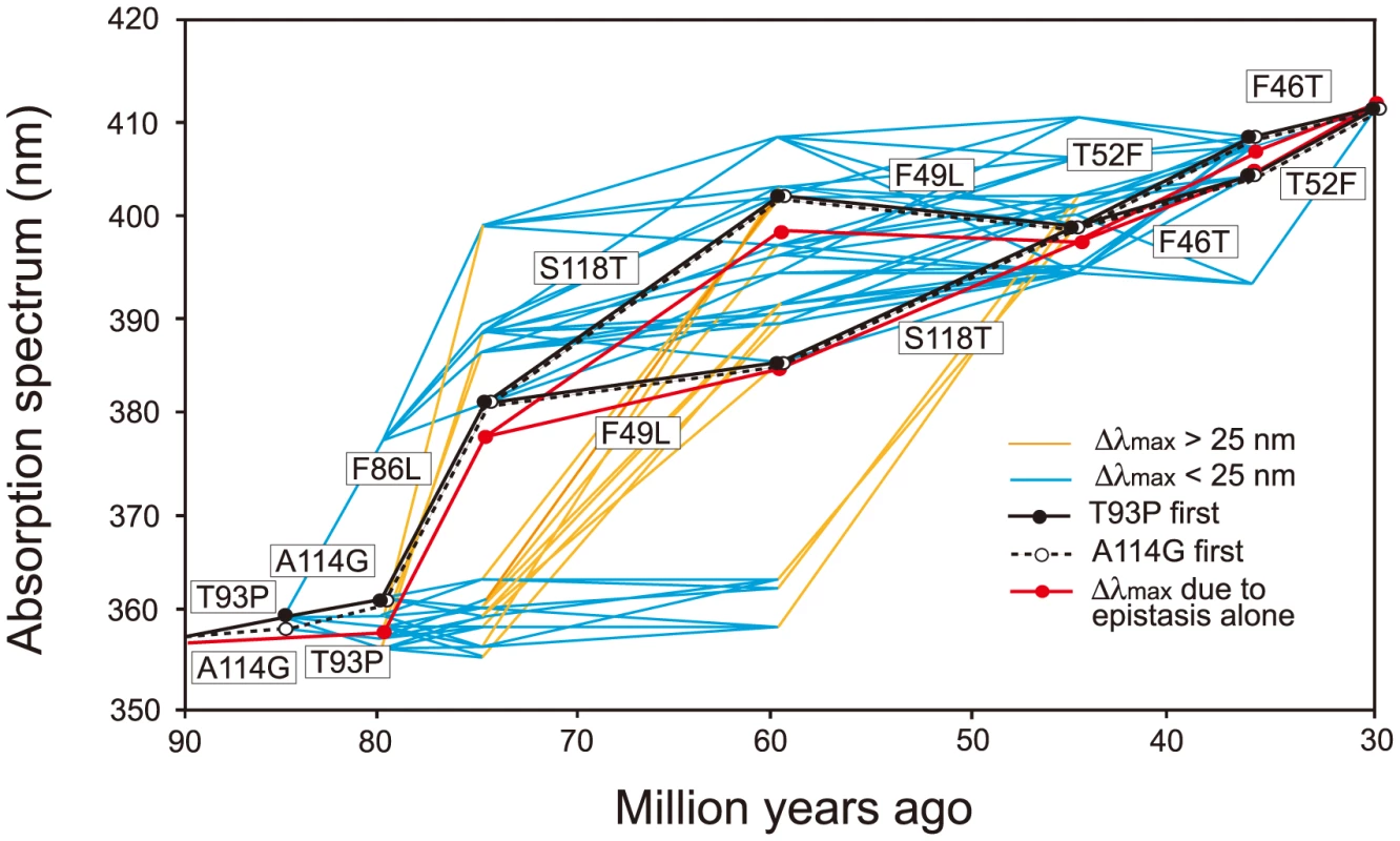 Eight most likely evolutionary paths used during the evolution of human S1.
