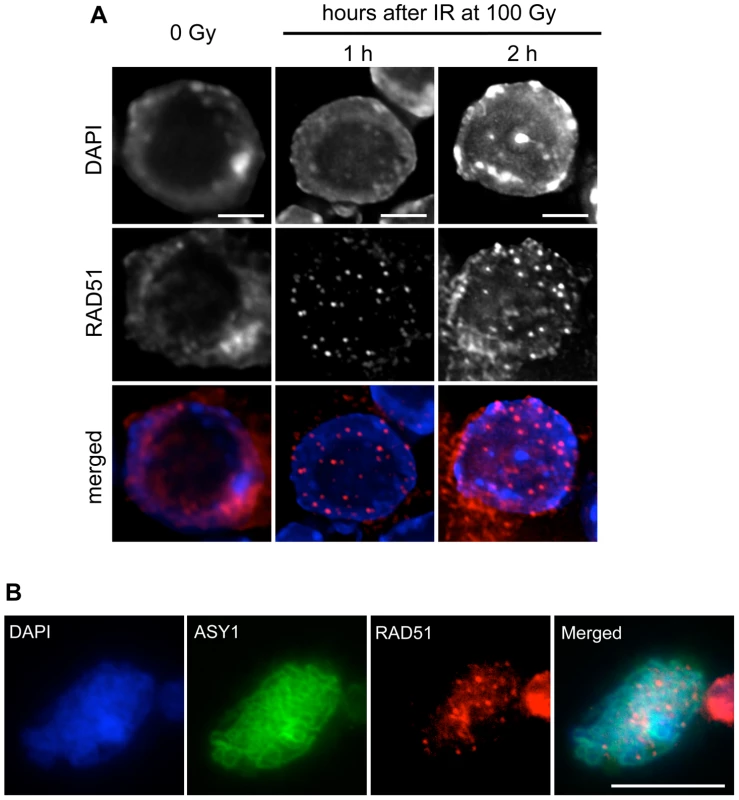 RAD51 foci are formed in root-tip nuclei and PMCs of <i>rad51</i> RAD51-GFP mutants.