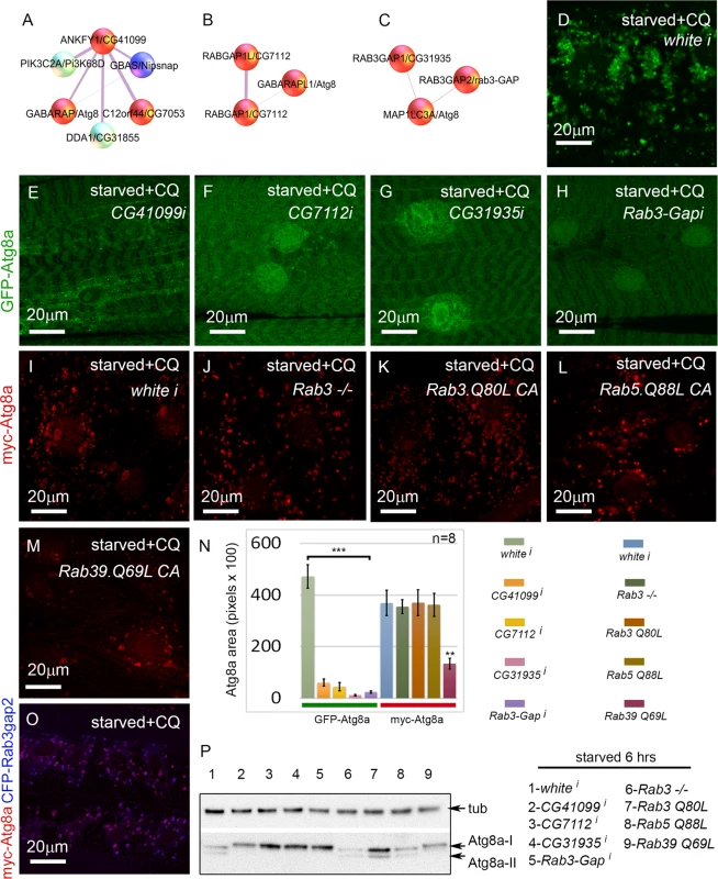 Rab GTPase-activating proteins and a Rab effector protein are required for autophagy <i>in vivo</i>.