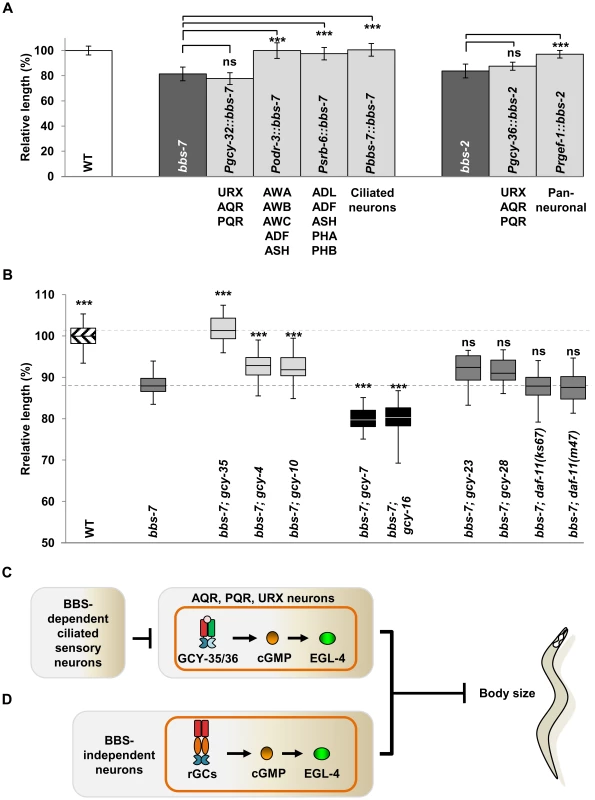 Multiple sensory neurons influence the body size of <i>bbs</i> mutants.