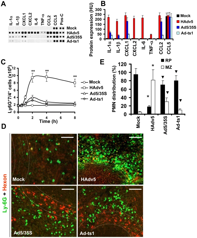 Localization of Ly-6G<sup>+</sup> cells to the splenic MZ occurs in response to pro-inflammatory stimuli.