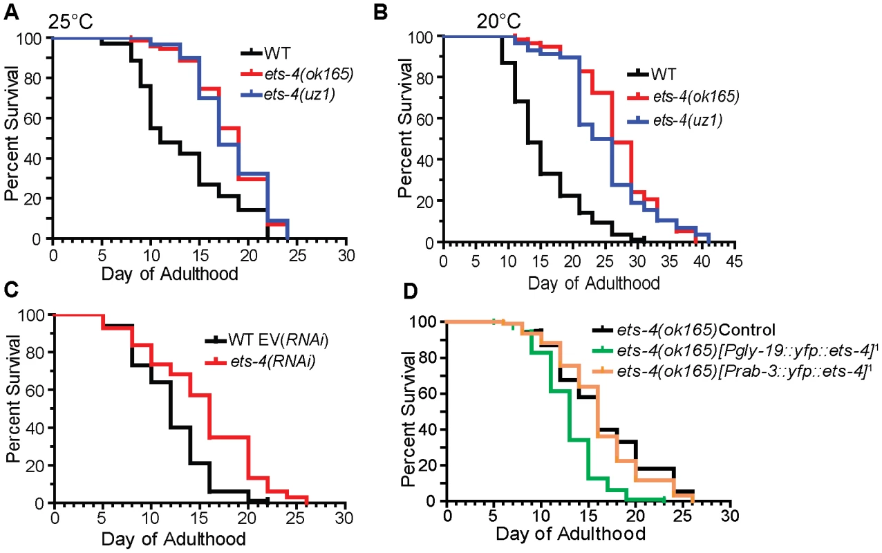 ETS-4 regulates <i>C. elegans</i> life span.