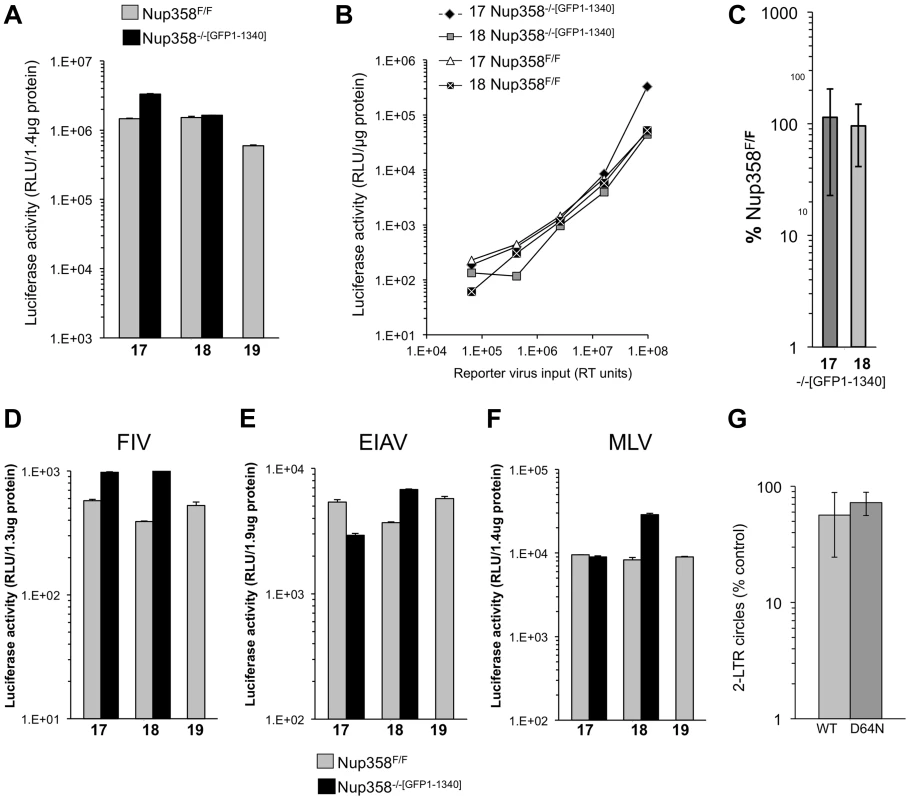 Detailed analysis of Nup358 knockout MEFs expressing the minimal Nup358 fragment, GFP1-1340.