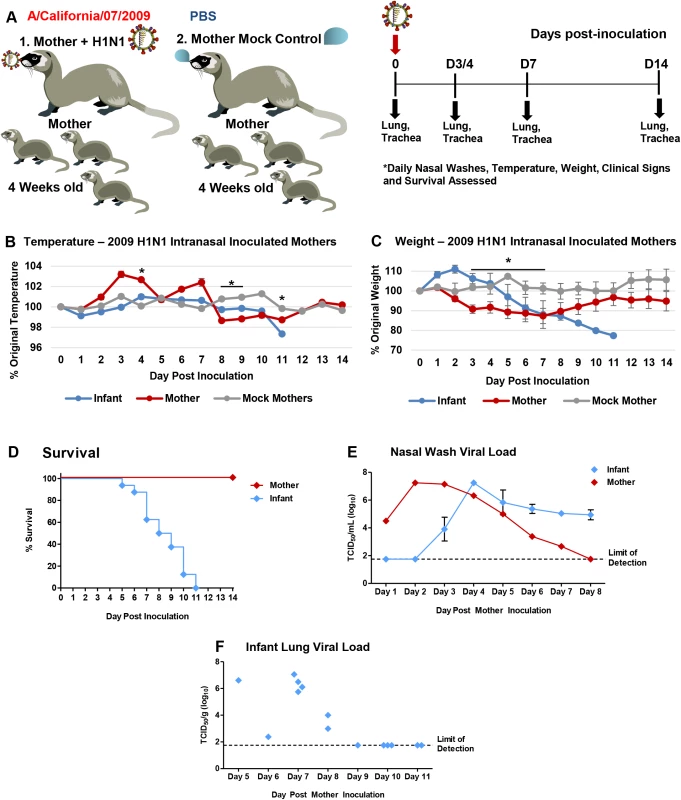 Intranasal 2009 H1N1 infection in mother ferrets leads to severe disease and virus transmission to breastfeeding infants.