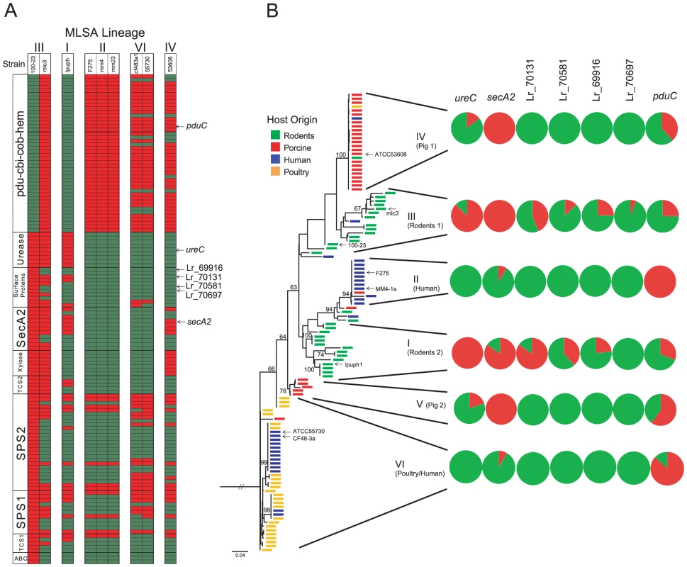 Confirmation of host-specific gene content by genomic comparisons and PCR.