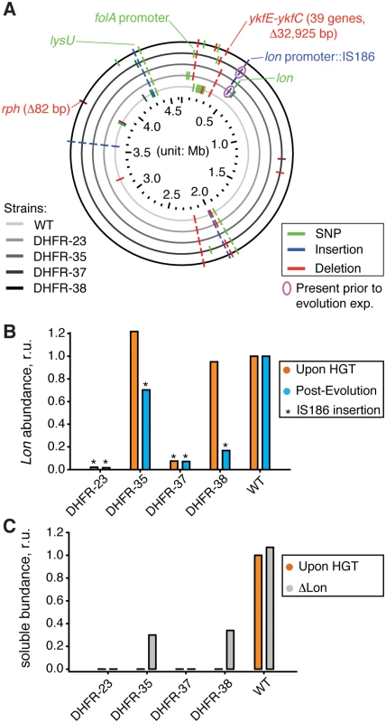Sequencing of the orthologous strains.