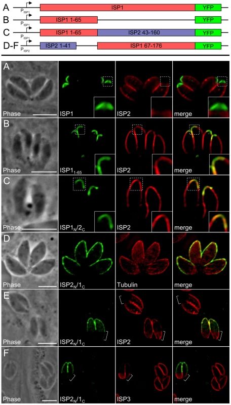 Exclusion of ISP2 and ISP3 is mediated by the C-terminal domain of ISP1.