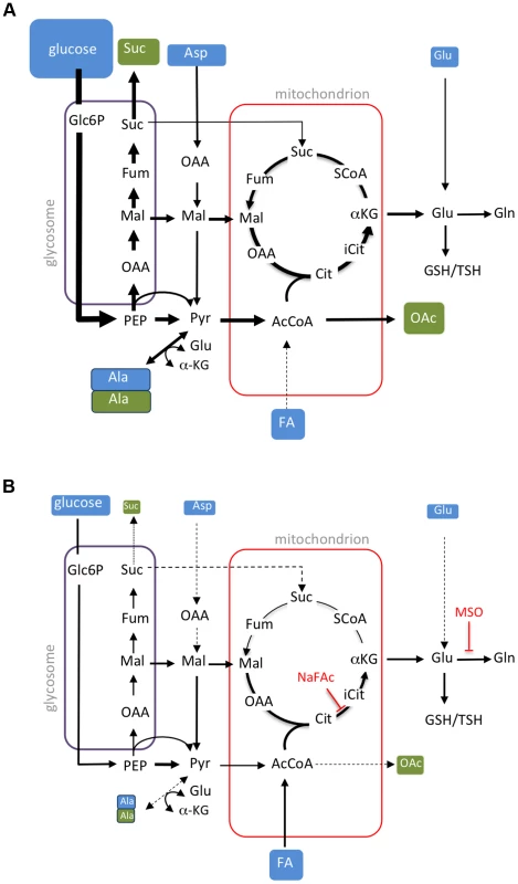 Remodelling of <i>L. mexicana</i> central carbon metabolism during amastigote differentiation.