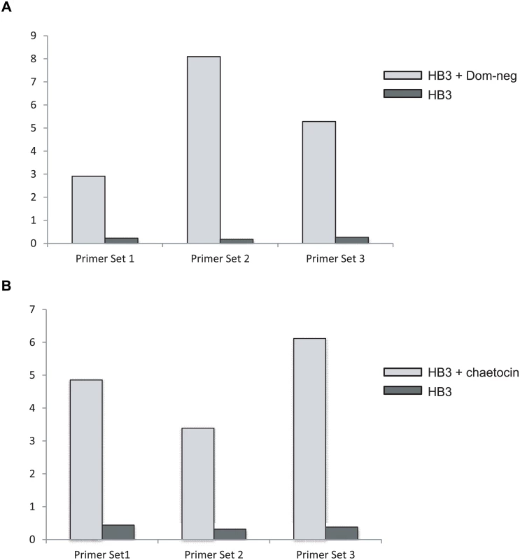 Induction of <i>var2csa</i> in the parasite line HB3.