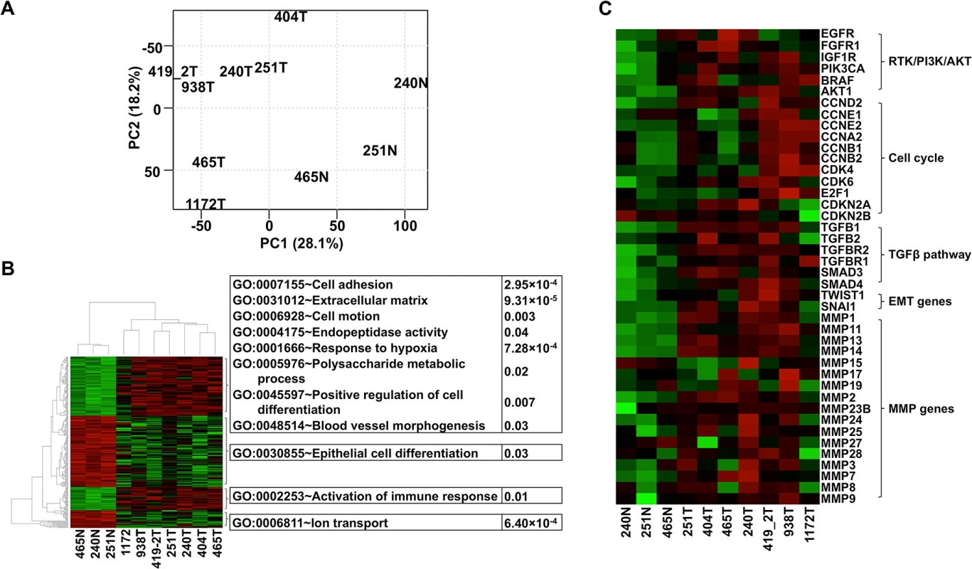The same pathways are altered in canine oSCCs as in their human counterparts as revealed by RNA-seq analysis.