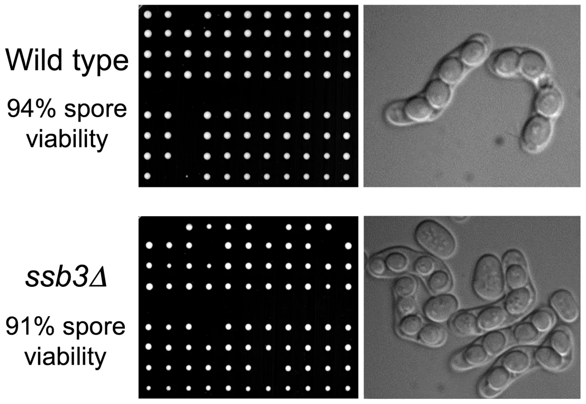 Ssb3 is not required for meiosis.