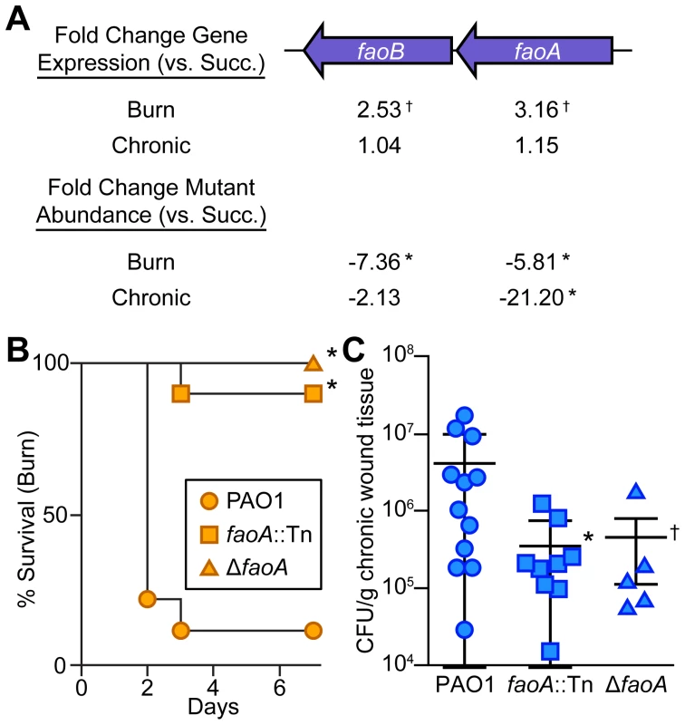 Long-chain fatty acid oxidation is required for <i>P. aeruginosa</i> virulence and fitness in wounds.