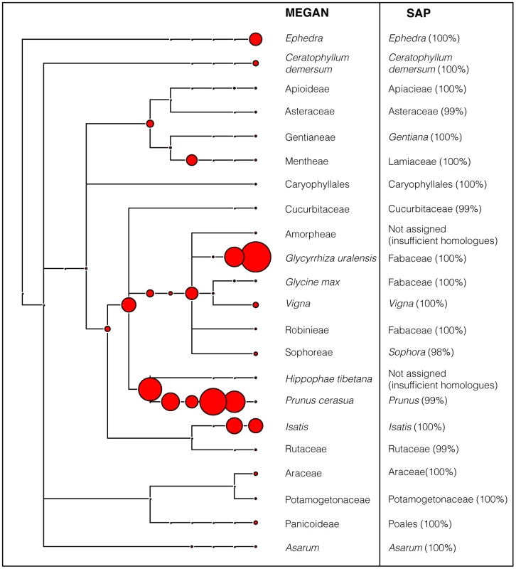 MEGAN phylogram of plant components in Yatong Yili Wan capsules (TCM-016).