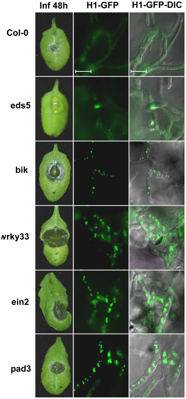 Lower PCD levels and enhanced pathogenicity of <i>B. cinerea</i> on <i>A. thaliana</i> immune-deficient plants.