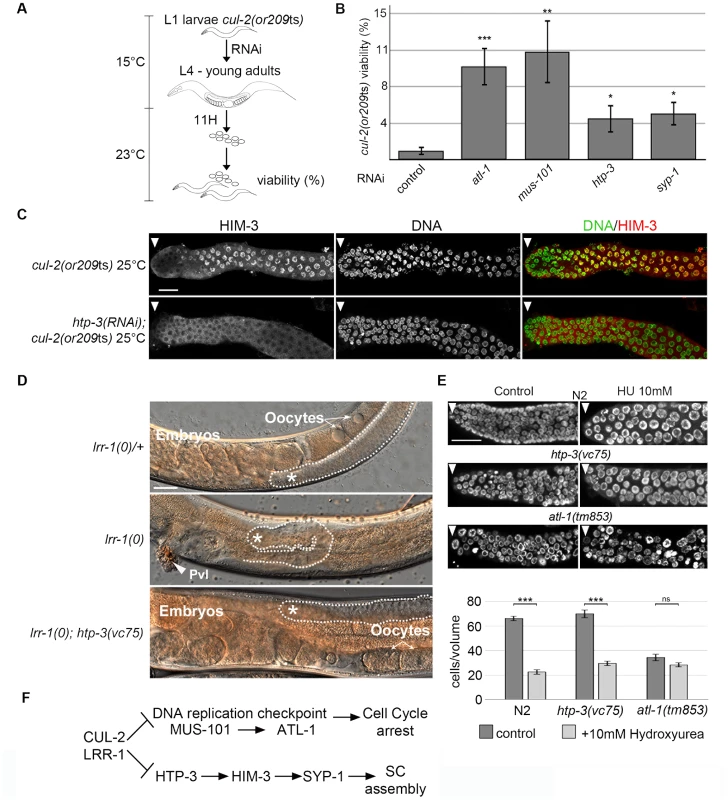CRL2<sup>LRR-1</sup> E3-ligase acts through HTP-3 in the <i>C. elegans</i> germline.