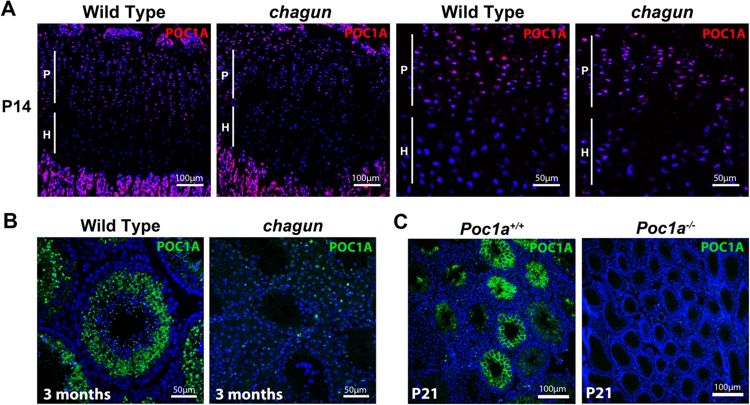 POC1A is expressed in the growth plate and seminiferous tubules.