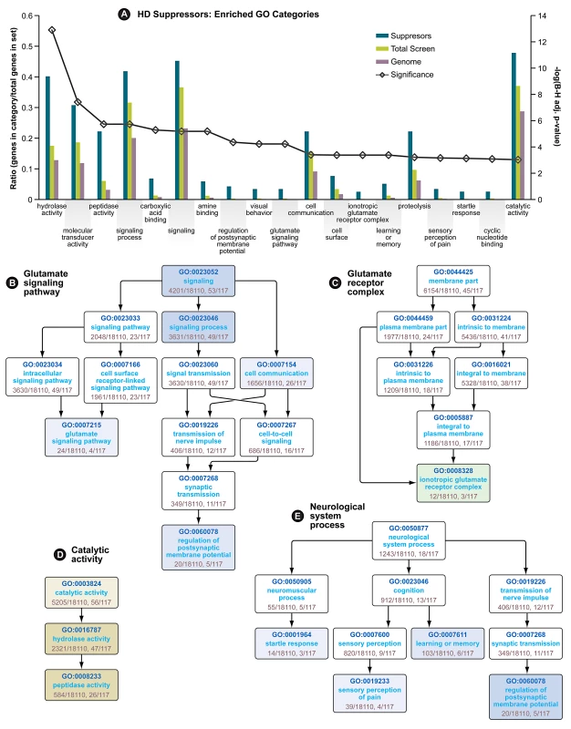 Gene Ontology Enrichment Analysis of HD Suppressors.