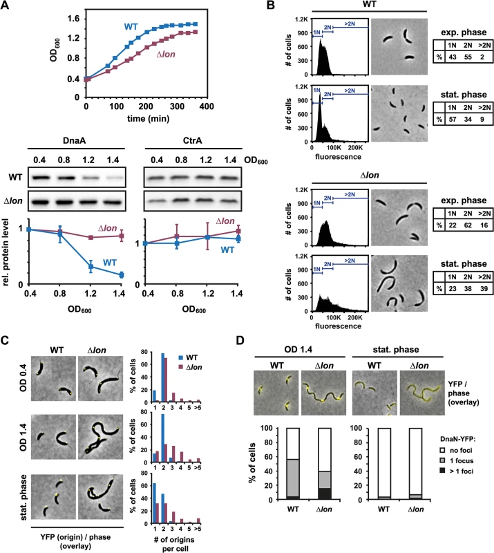 Lon-dependent proteolysis is required to eliminate DnaA and to induce a G1-arrest upon entry to stationary phase.