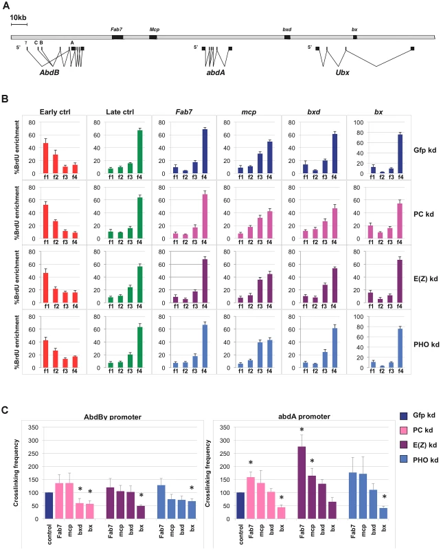 Single PcG subunit depletion does not affect BX-C replication timing or higher-order structures.