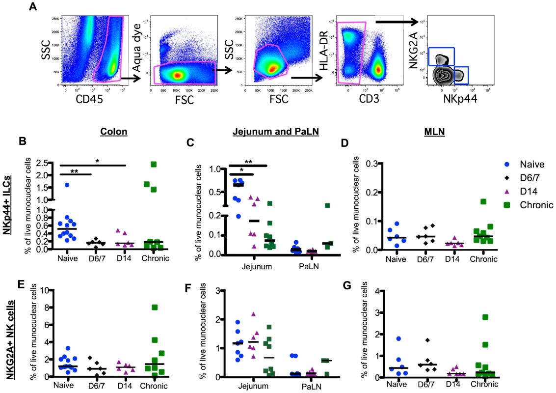 Rapid and massive depletion of NKp44<sup>+</sup>I LCs in intestinal mucosae after SIV infection.