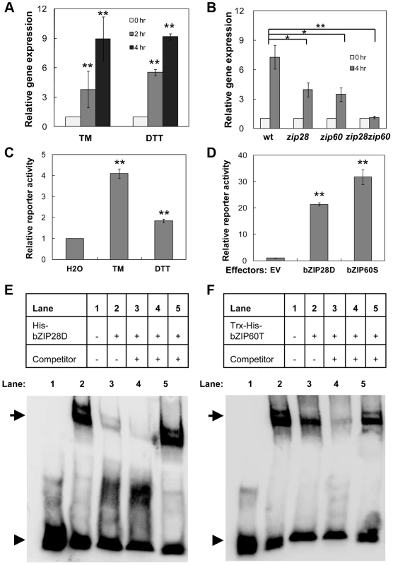 Up-regulation of <i>NAC089</i> by ER stress is directly controlled by bZIP28 and bZIP60.
